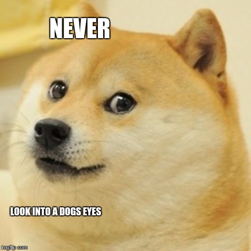 Doge Meme | NEVER; LOOK INTO A DOGS EYES | image tagged in memes,doge | made w/ Imgflip meme maker