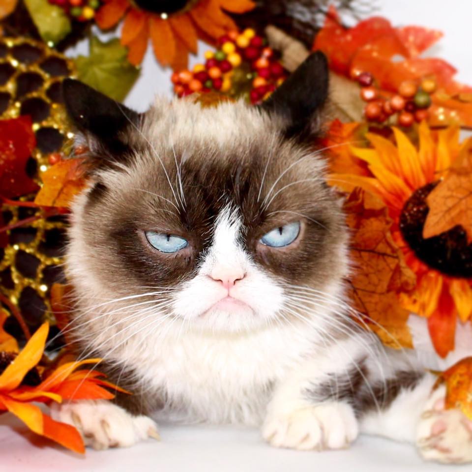 Grumpy Cat Autumn Blank Meme Template