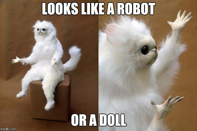 Persian Cat Room Guardian | LOOKS LIKE A ROBOT; OR A DOLL | image tagged in memes,persian cat room guardian | made w/ Imgflip meme maker