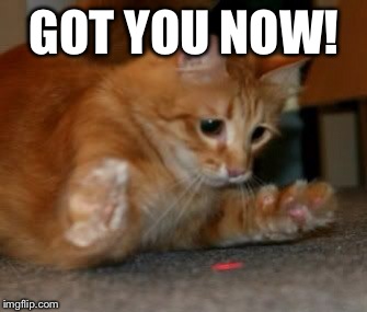 GOT YOU NOW! | image tagged in funny,funny cat memes,cat meme | made w/ Imgflip meme maker