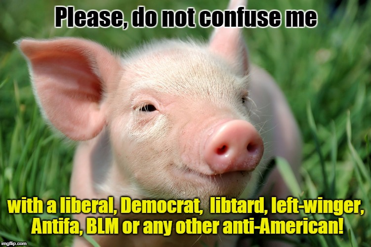 Please, do not confuse me; with a liberal, Democrat,  libtard, left-winger, Antifa, BLM or any other anti-American! | image tagged in pretty pig | made w/ Imgflip meme maker