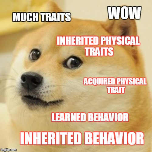 Doge Meme Imgflip