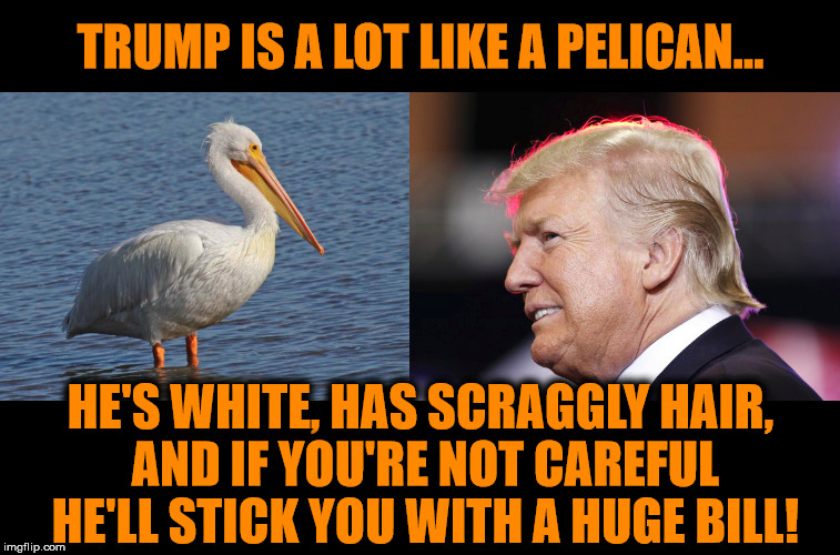 Trump is like a pelican... | TRUMP IS A LOT LIKE A PELICAN... HE'S WHITE, HAS SCRAGGLY HAIR, AND IF YOU'RE NOT CAREFUL HE'LL STICK YOU WITH A HUGE BILL! | image tagged in donald trump,pelican,memes,funny,trump | made w/ Imgflip meme maker