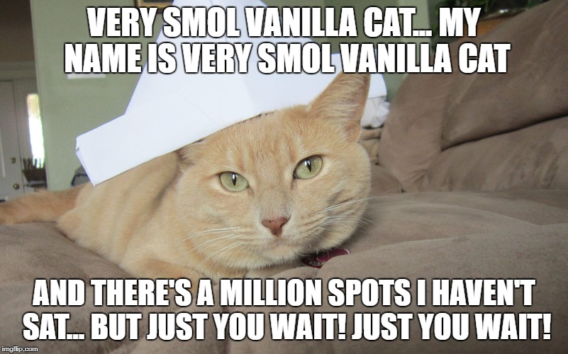 Vanilla the Cat | VERY SMOL VANILLA CAT... MY NAME IS VERY SMOL VANILLA CAT; AND THERE'S A MILLION SPOTS I HAVEN'T SAT...
BUT JUST YOU WAIT! JUST YOU WAIT! | image tagged in cats | made w/ Imgflip meme maker