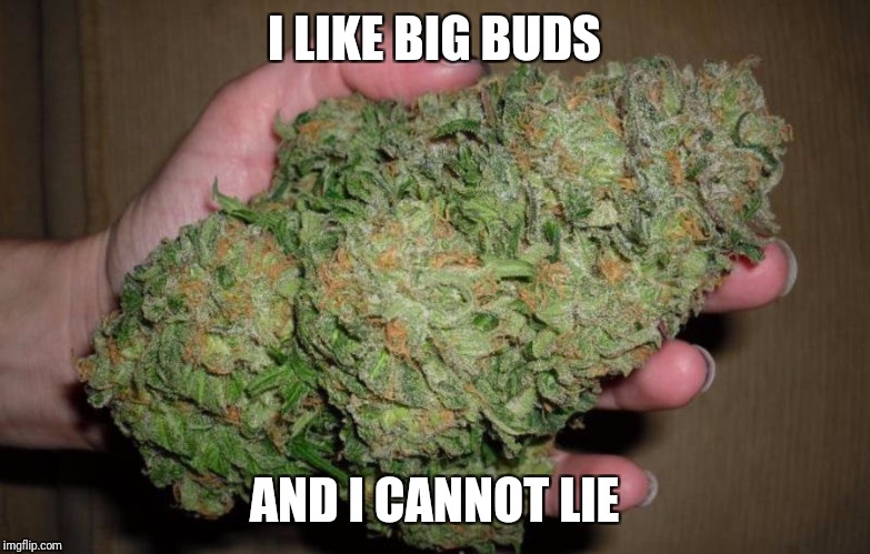 Oh my God Becky, would you look at the size of that bud | I LIKE BIG BUDS; AND I CANNOT LIE | image tagged in sir mix alot,buds | made w/ Imgflip meme maker