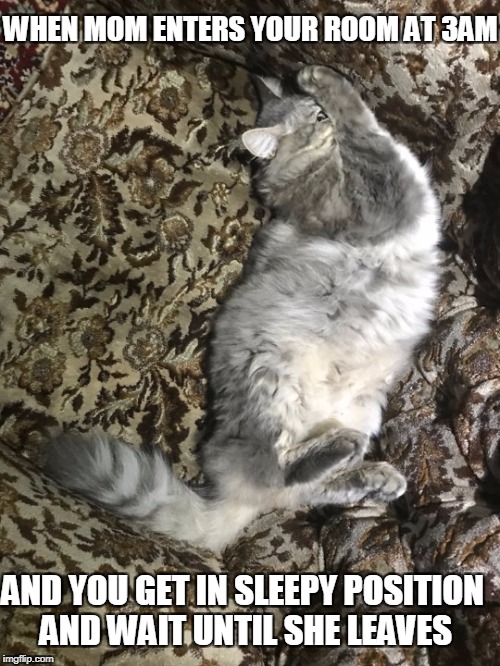 midnight cat | WHEN MOM ENTERS YOUR ROOM AT 3AM; AND YOU GET IN SLEEPY POSITION AND WAIT UNTIL SHE LEAVES | image tagged in cat,midnight,sleeping,mom | made w/ Imgflip meme maker