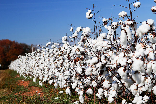 Cotton Field Blank Meme Template