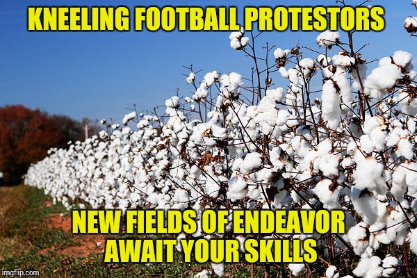 Cotton Field | KNEELING FOOTBALL PROTESTORS; NEW FIELDS OF ENDEAVOR AWAIT YOUR SKILLS | image tagged in cotton field | made w/ Imgflip meme maker