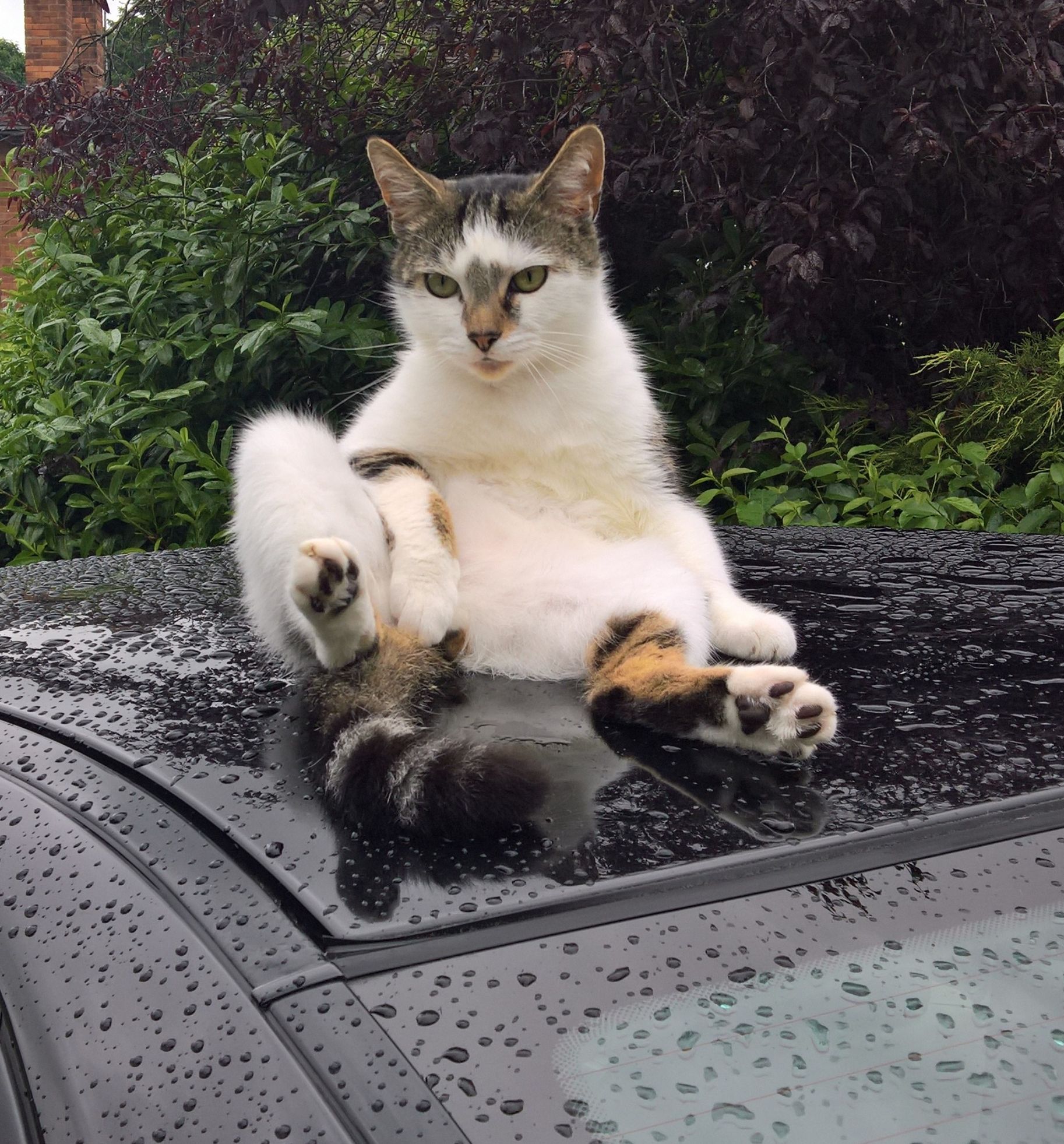 undignified cat on car Blank Meme Template