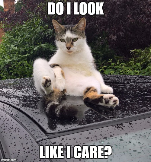 undignified cat on car | DO I LOOK; LIKE I CARE? | image tagged in undignified cat on car | made w/ Imgflip meme maker