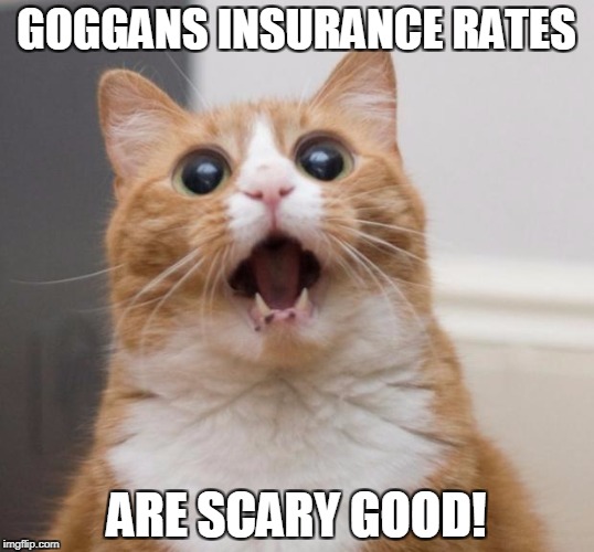 scared cat | GOGGANS INSURANCE RATES; ARE SCARY GOOD! | image tagged in scared cat | made w/ Imgflip meme maker