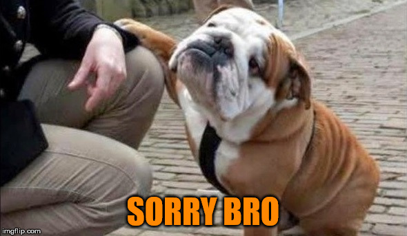 There There Dog | SORRY BRO | image tagged in there there dog | made w/ Imgflip meme maker