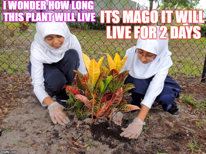 I WONDER HOW LONG THIS PLANT WILL LIVE; ITS MAGO IT WILL LIVE FOR 2 DAYS | image tagged in funny | made w/ Imgflip meme maker