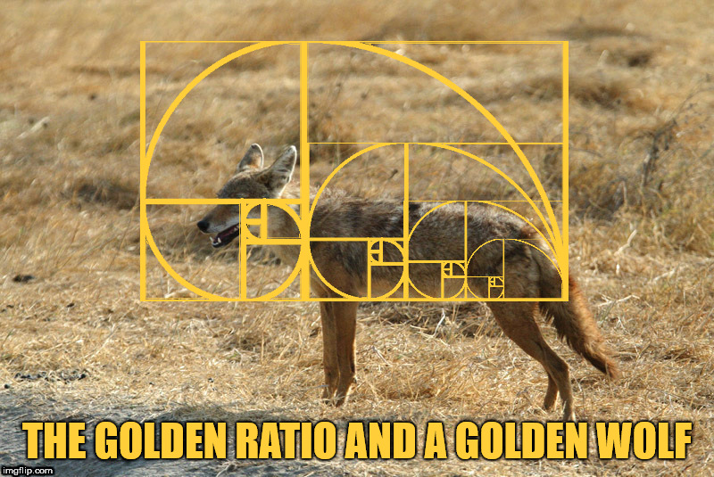The Golden Ratio and a Golden Wolf. | THE GOLDEN RATIO AND A GOLDEN WOLF | image tagged in the golden ratio,golden wolf | made w/ Imgflip meme maker