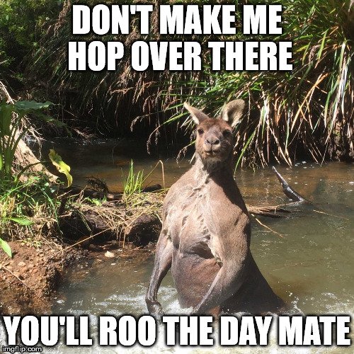 BUILT KANGAROO | DON'T MAKE ME HOP OVER THERE; YOU'LL ROO THE DAY MATE | image tagged in kangaroo | made w/ Imgflip meme maker