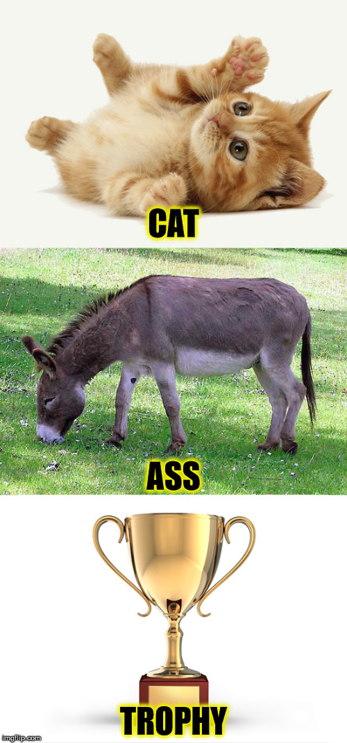 Describe the problem in 3 words. | CAT; ASS; TROPHY | image tagged in cat,ass,trophy,catastrophe,memes | made w/ Imgflip meme maker