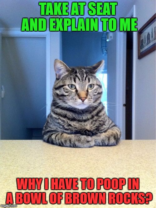 Take A Seat Cat | TAKE AT SEAT AND EXPLAIN TO ME; WHY I HAVE TO POOP IN A BOWL OF BROWN ROCKS? | image tagged in memes,take a seat cat | made w/ Imgflip meme maker