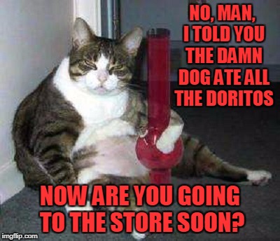 like, you know those Brazilian flavored ones? they're the greatest... | NO, MAN, I TOLD YOU THE DAMN DOG ATE ALL THE DORITOS; NOW ARE YOU GOING TO THE STORE SOON? | image tagged in memes,stoner,cat,munchies | made w/ Imgflip meme maker