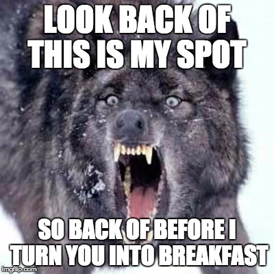 Angry Wolf | LOOK BACK OF THIS IS MY SPOT; SO BACK OF BEFORE I TURN YOU INTO BREAKFAST | image tagged in angry wolf | made w/ Imgflip meme maker