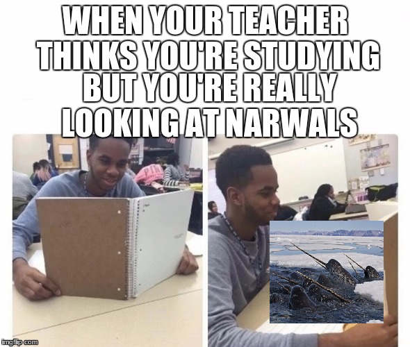When your teacher thinks your studying | WHEN YOUR TEACHER THINKS YOU'RE STUDYING; BUT YOU'RE REALLY LOOKING AT NARWALS | image tagged in when your teacher thinks your studying | made w/ Imgflip meme maker
