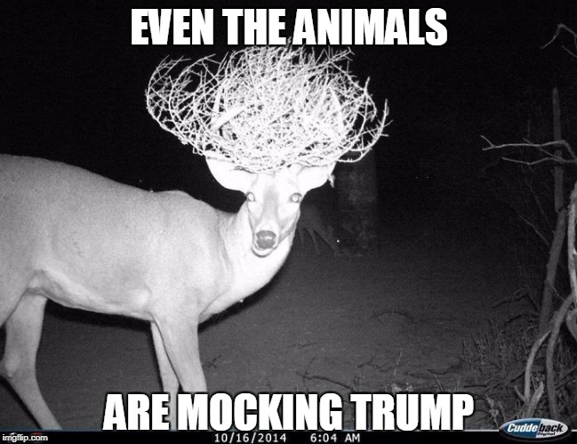 EVEN THE ANIMALS; ARE MOCKING TRUMP | image tagged in trump | made w/ Imgflip meme maker