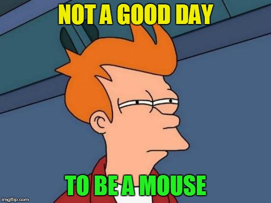 Futurama Fry Meme | NOT A GOOD DAY TO BE A MOUSE | image tagged in memes,futurama fry | made w/ Imgflip meme maker