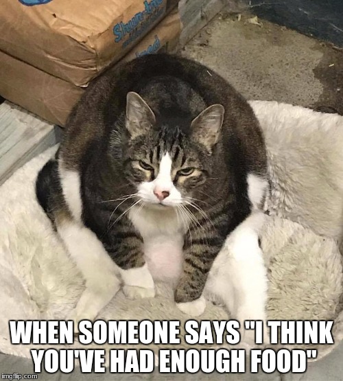 not enough food | WHEN SOMEONE SAYS "I THINK YOU'VE HAD ENOUGH FOOD" | image tagged in not enough food,memes,funny,cats | made w/ Imgflip meme maker