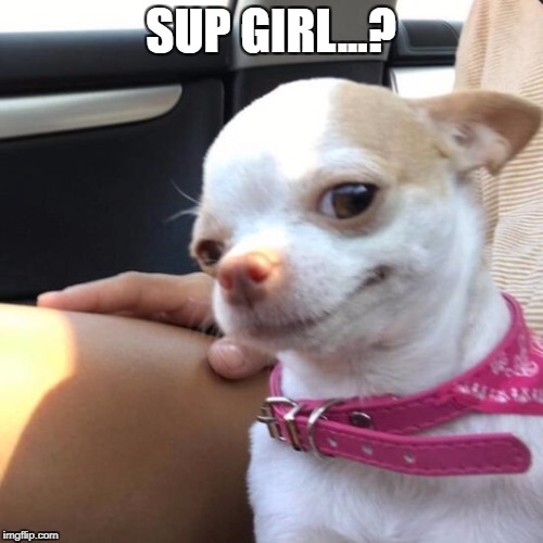 SUP GIRL...? | image tagged in supdog | made w/ Imgflip meme maker