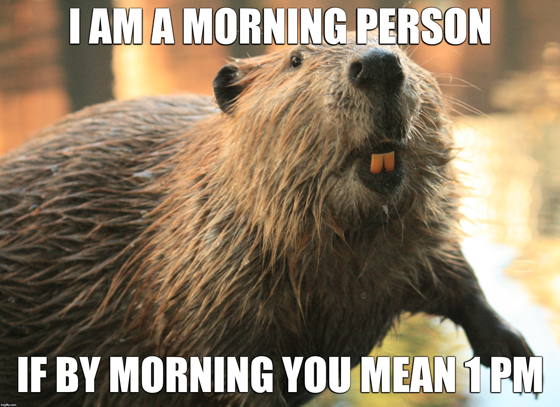 I AM A MORNING PERSON; IF BY MORNING YOU MEAN 1 PM | image tagged in beaver | made w/ Imgflip meme maker