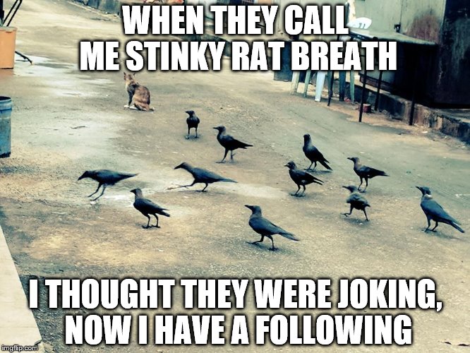 WHEN THEY CALL ME STINKY RAT BREATH; I THOUGHT THEY WERE JOKING, NOW I HAVE A FOLLOWING | made w/ Imgflip meme maker