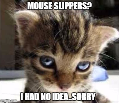 Mouse Slippers | MOUSE SLIPPERS? I HAD NO IDEA..SORRY | image tagged in cute cat | made w/ Imgflip meme maker