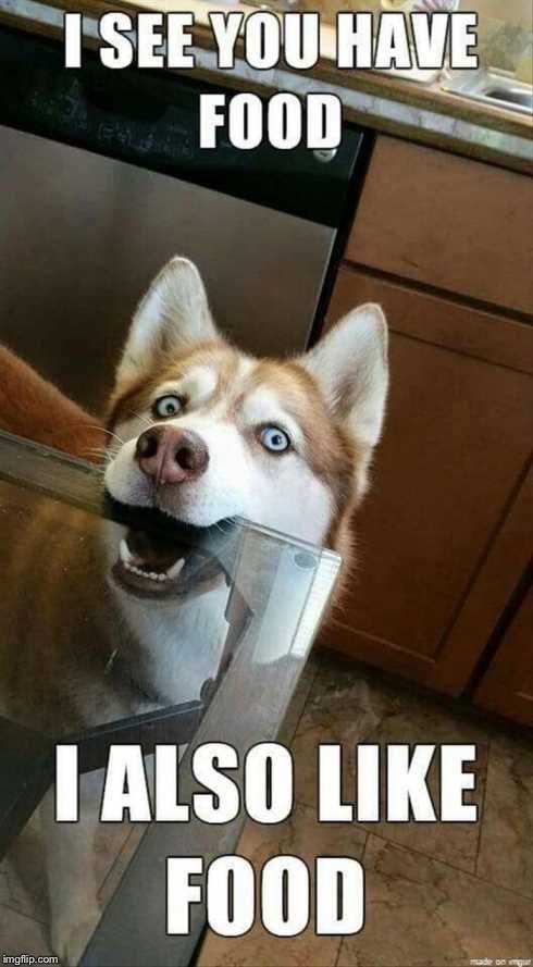 Do you have food? | image tagged in food,dogs | made w/ Imgflip meme maker
