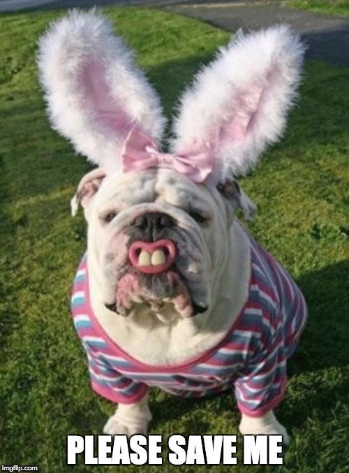 Best Bulldog Bunny | PLEASE SAVE ME | image tagged in best bulldog bunny | made w/ Imgflip meme maker
