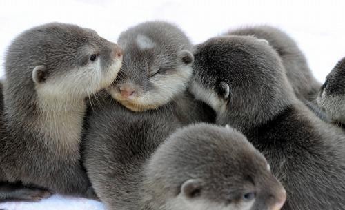 Pile of Otters Blank Meme Template