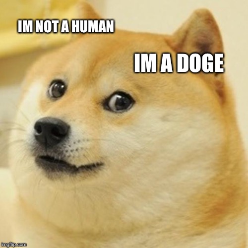 Doge Meme | IM NOT A HUMAN IM A DOGE | image tagged in memes,doge | made w/ Imgflip meme maker