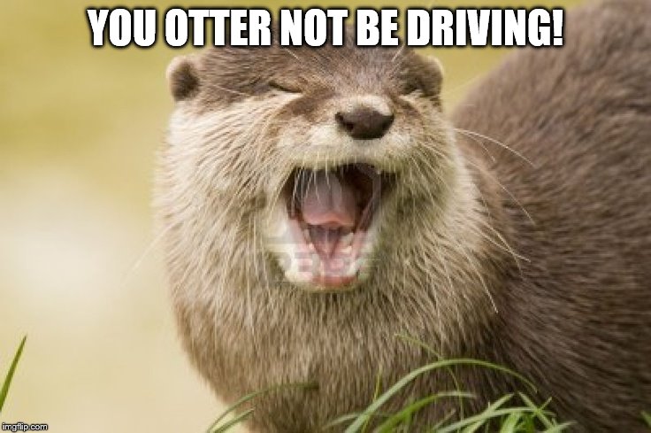 YOU OTTER NOT BE DRIVING! | made w/ Imgflip meme maker