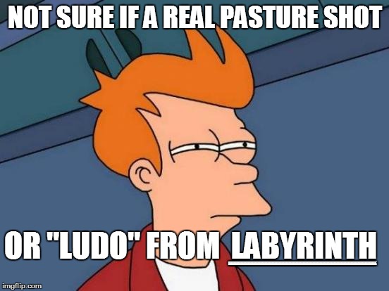 Futurama Fry Meme | NOT SURE IF A REAL PASTURE SHOT OR "LUDO" FROM  LABYRINTH EEEEEEEEEEEEEEEEEEEEEEEEEEEEEEEEEEEEEEEEEEEEEEEEEEEEEEEEEEEEEEEEEEEEEEEEEEEEEEEEEE | image tagged in memes,futurama fry | made w/ Imgflip meme maker