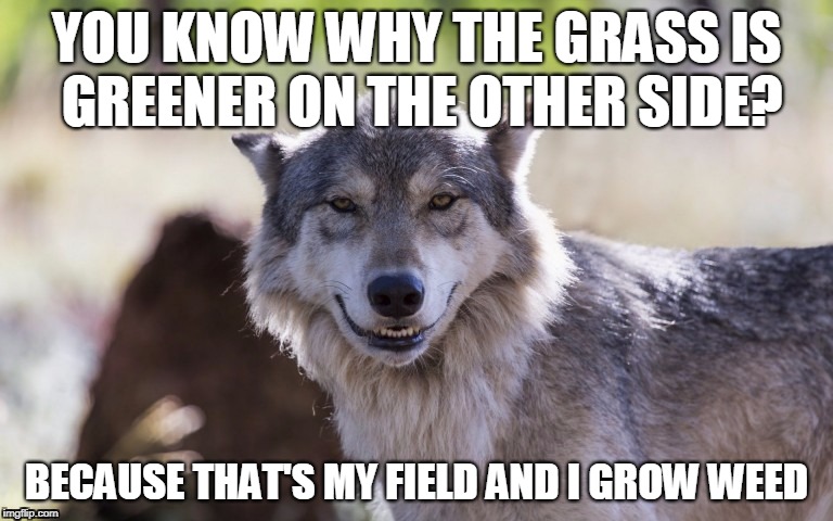Wolf Smiling | YOU KNOW WHY THE GRASS IS GREENER ON THE OTHER SIDE? BECAUSE THAT'S MY FIELD AND I GROW WEED | image tagged in wolf smiling | made w/ Imgflip meme maker