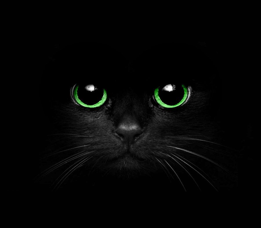High Quality black cat Blank Meme Template