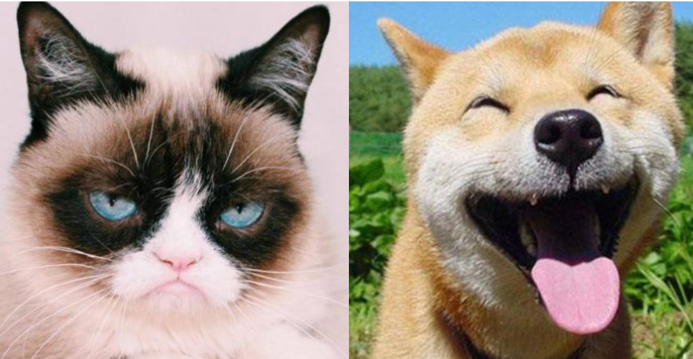High Quality Grumpy cat happy dog Blank Meme Template