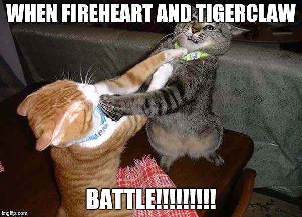 Two cats fighting for real | WHEN FIREHEART AND TIGERCLAW; BATTLE!!!!!!!!! | image tagged in two cats fighting for real | made w/ Imgflip meme maker