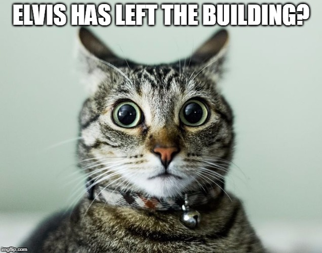 ELVIS HAS LEFT THE BUILDING? | image tagged in surprised cat | made w/ Imgflip meme maker