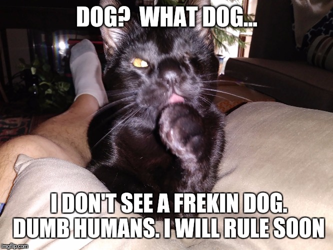 DOG?  WHAT DOG... I DON'T SEE A FREKIN DOG. DUMB HUMANS. I WILL RULE SOON | image tagged in one eye kit cat | made w/ Imgflip meme maker