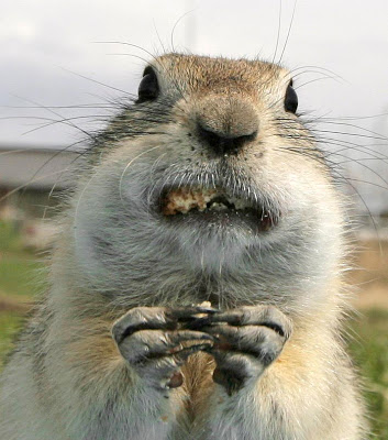 Overweight Gopher Blank Meme Template