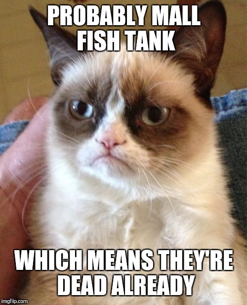 Grumpy Cat Meme | PROBABLY MALL FISH TANK WHICH MEANS THEY'RE DEAD ALREADY | image tagged in memes,grumpy cat | made w/ Imgflip meme maker