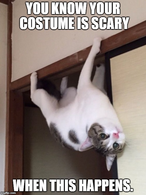Scary Costume | YOU KNOW YOUR COSTUME IS SCARY; WHEN THIS HAPPENS. | image tagged in scaredy cat,costume,halloween,funny cats,gravity,funny animal | made w/ Imgflip meme maker