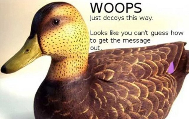 cicada duck Blank Meme Template