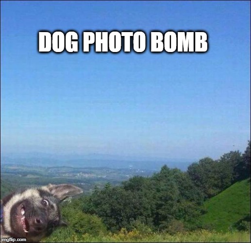 dog photo bomb |  DOG PHOTO BOMB | image tagged in dog,photobombs,funny | made w/ Imgflip meme maker