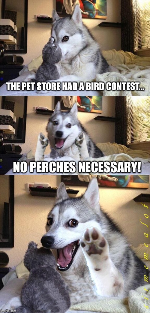 Bad Pun Dog | THE PET STORE HAD A BIRD CONTEST... NO PERCHES NECESSARY! | image tagged in bad pun dog aliens zinger,memes,birds,bad pun dog | made w/ Imgflip meme maker