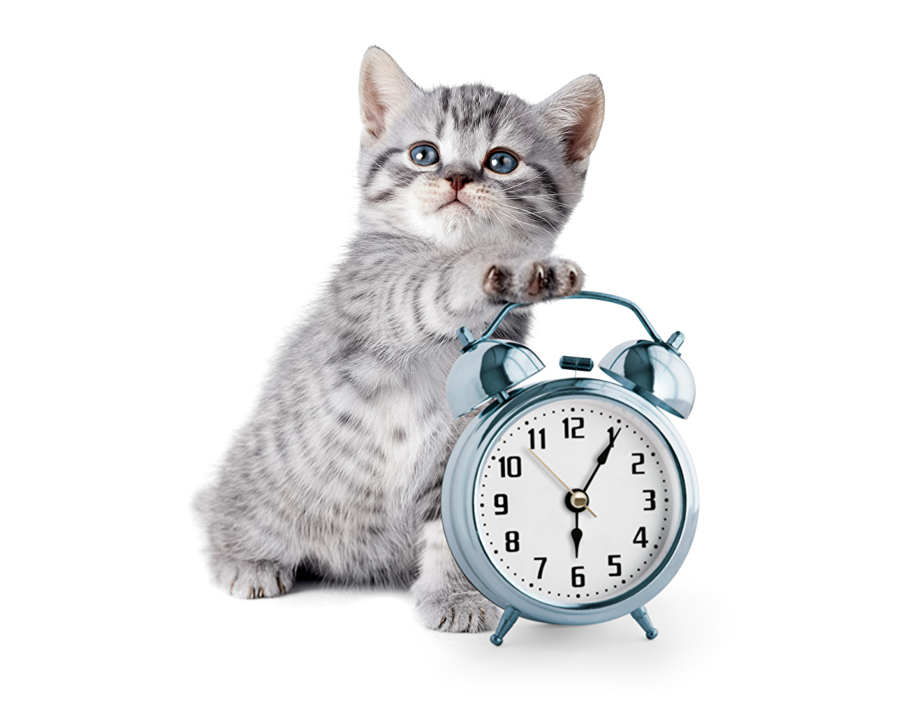 High Quality Kitty with alarm clock Blank Meme Template